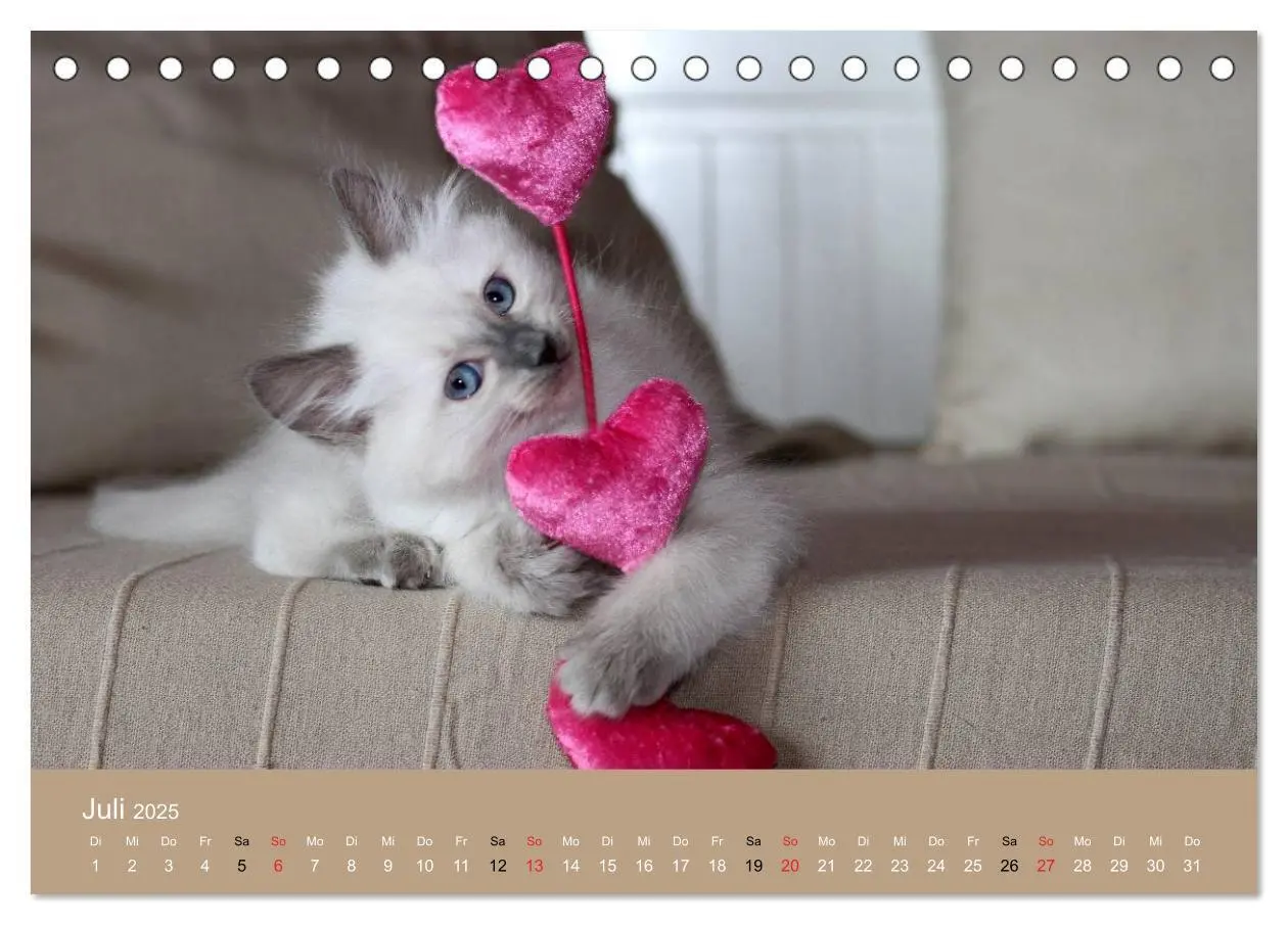 Bild: 9783435490943 | Verliebt in Ragdolls ... die sanfte Katzenrasse (Tischkalender 2025...