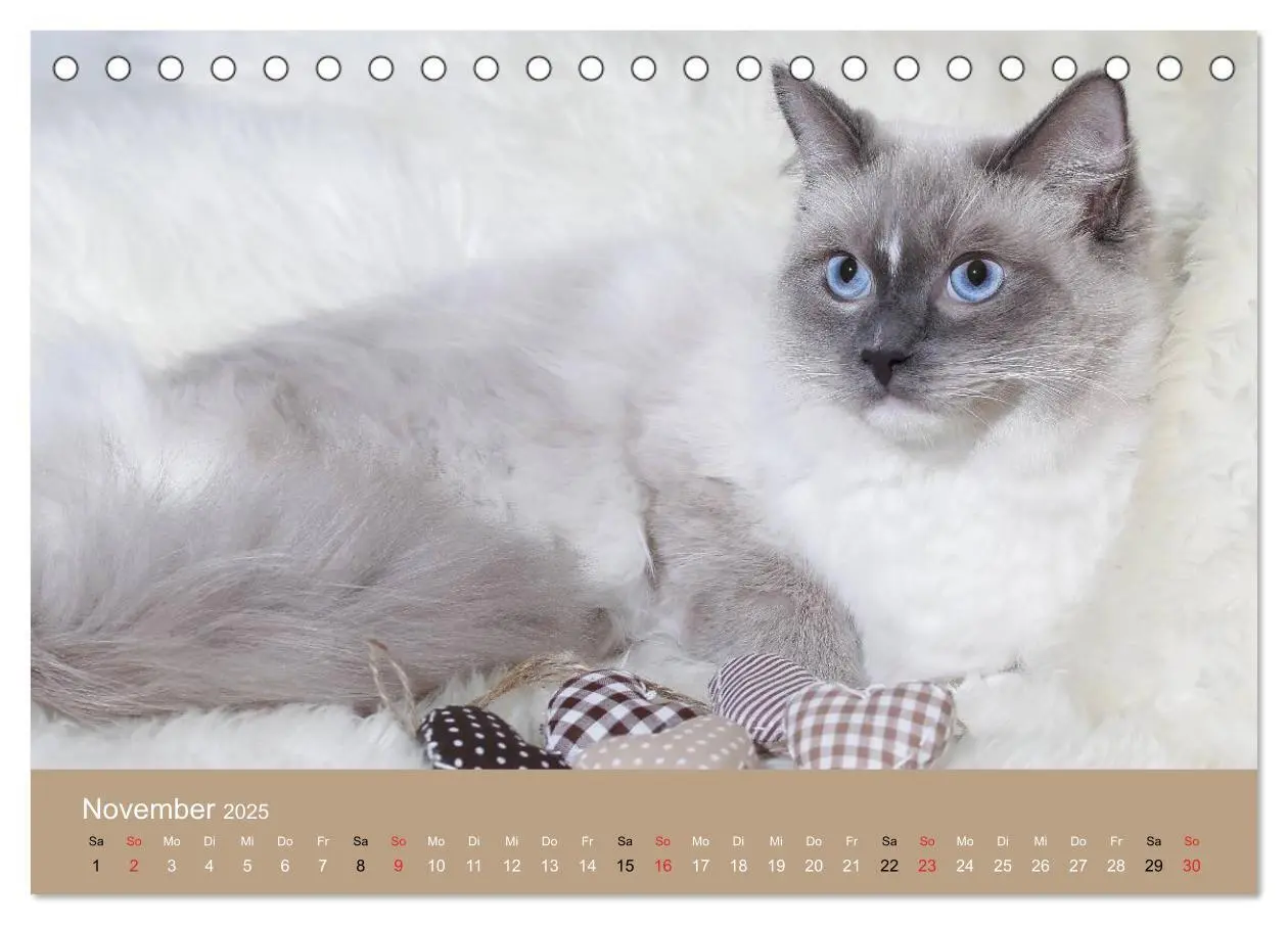 Bild: 9783435490943 | Verliebt in Ragdolls ... die sanfte Katzenrasse (Tischkalender 2025...