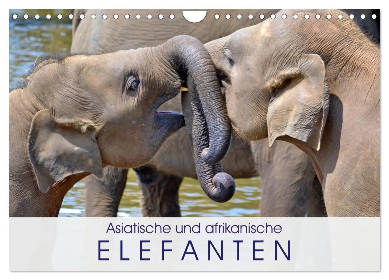 Cover: 9783457960943 | Asiatische und afrikanische Elefanten (Wandkalender 2026 DIN A4...