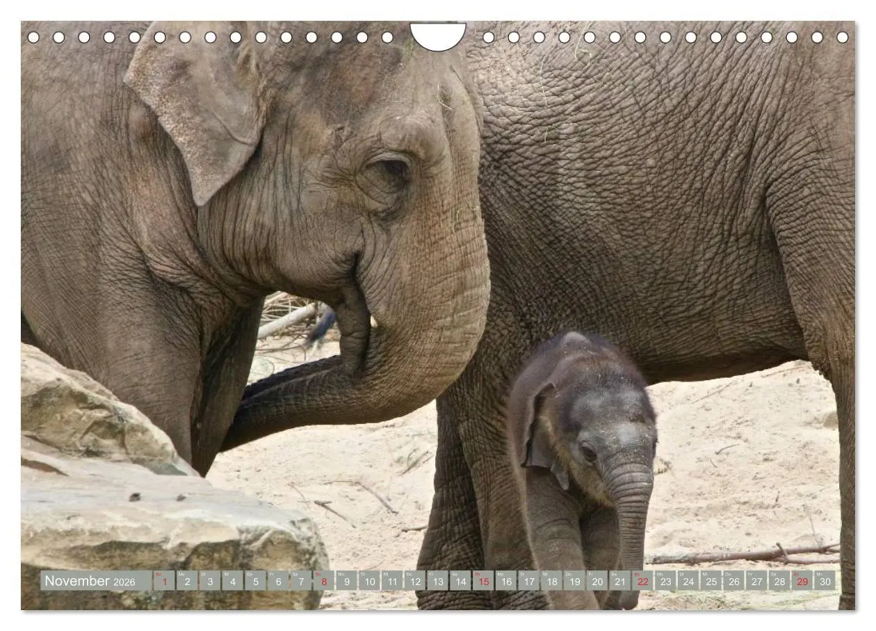 Bild: 9783457960943 | Asiatische und afrikanische Elefanten (Wandkalender 2026 DIN A4...