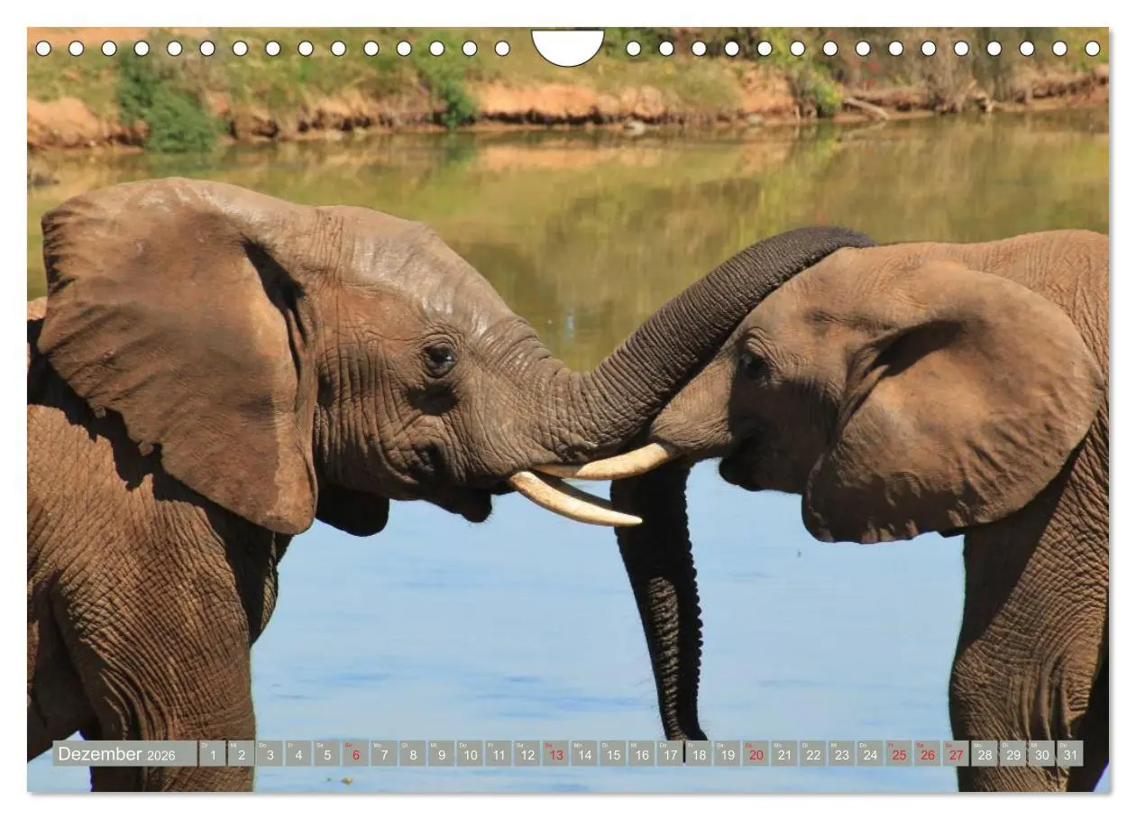 Bild: 9783457960943 | Asiatische und afrikanische Elefanten (Wandkalender 2026 DIN A4...