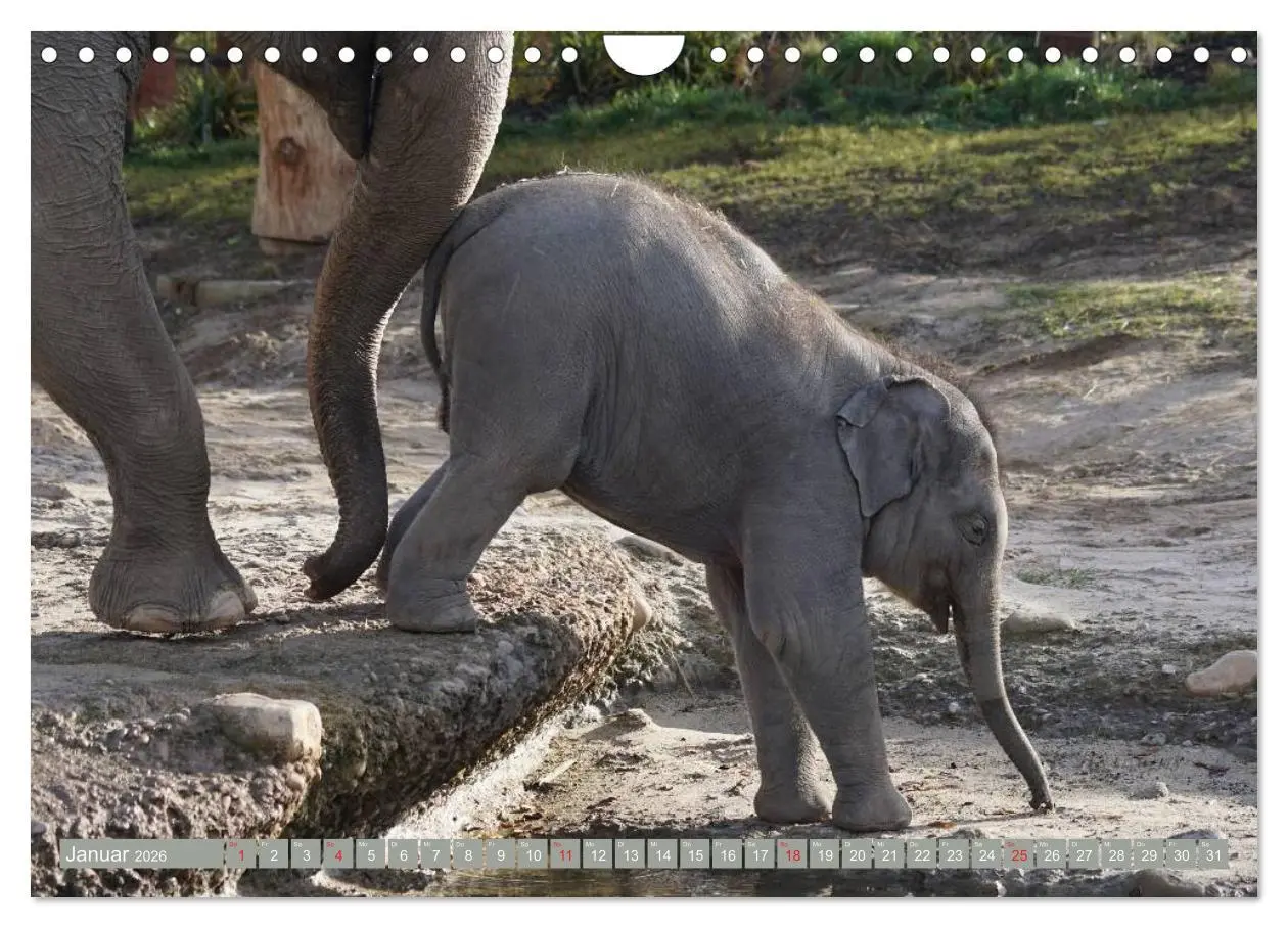 Bild: 9783457960943 | Asiatische und afrikanische Elefanten (Wandkalender 2026 DIN A4...