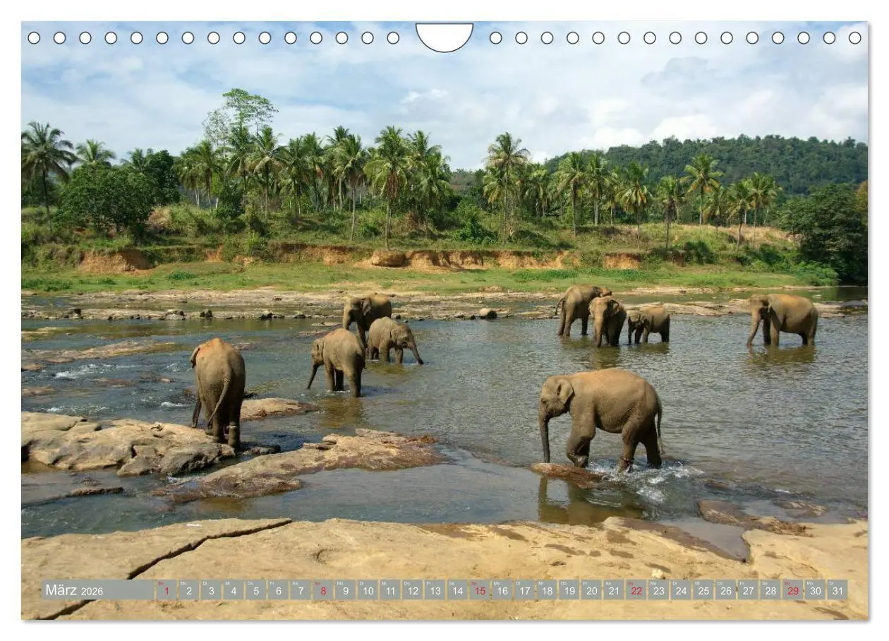 Bild: 9783457960943 | Asiatische und afrikanische Elefanten (Wandkalender 2026 DIN A4...