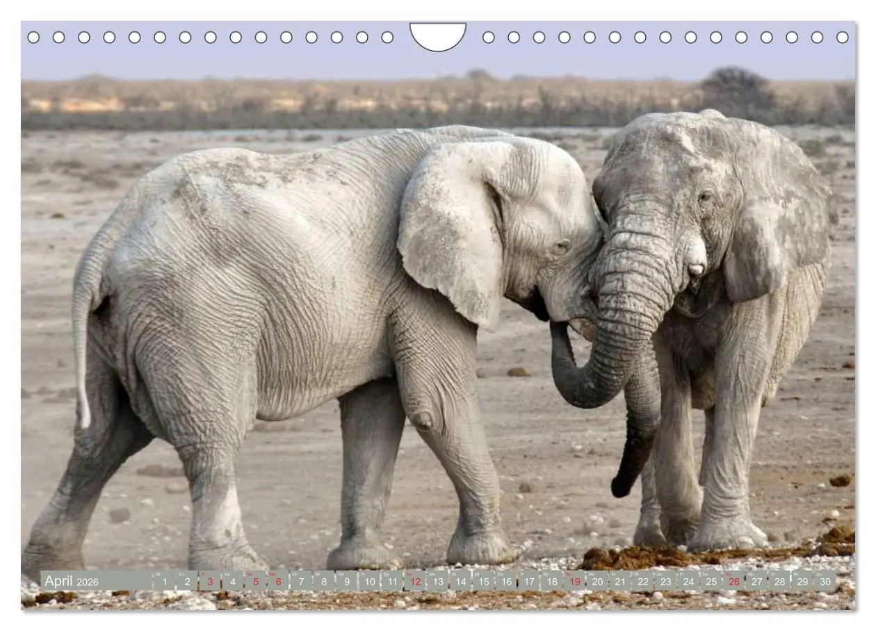 Bild: 9783457960943 | Asiatische und afrikanische Elefanten (Wandkalender 2026 DIN A4...