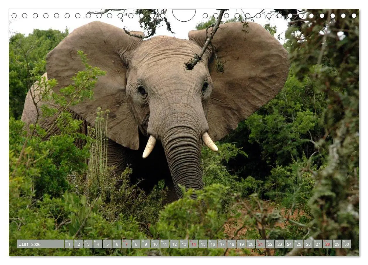 Bild: 9783457960943 | Asiatische und afrikanische Elefanten (Wandkalender 2026 DIN A4...