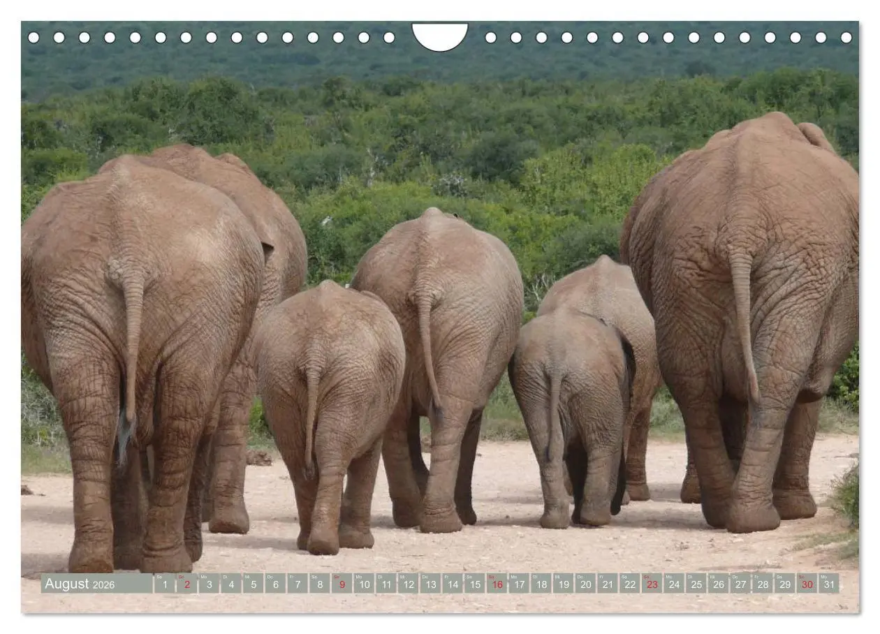Bild: 9783457960943 | Asiatische und afrikanische Elefanten (Wandkalender 2026 DIN A4...