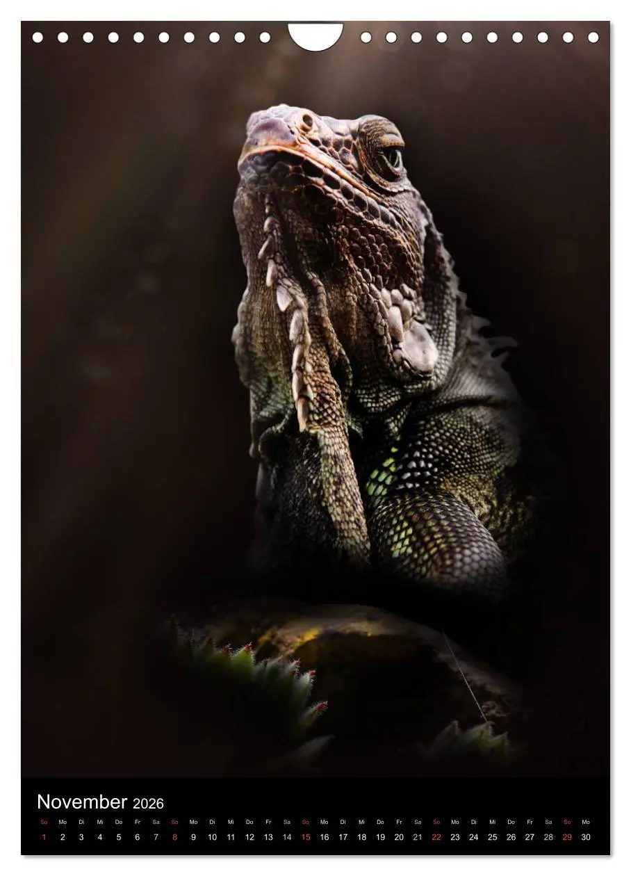 Bild: 9783516430943 | Auge in Auge mit coolen Typen - REPTILIEN (Wandkalender 2026 DIN A4...