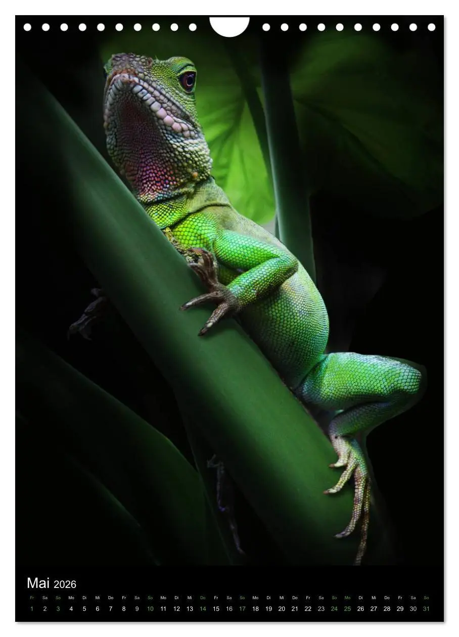 Bild: 9783516430943 | Auge in Auge mit coolen Typen - REPTILIEN (Wandkalender 2026 DIN A4...