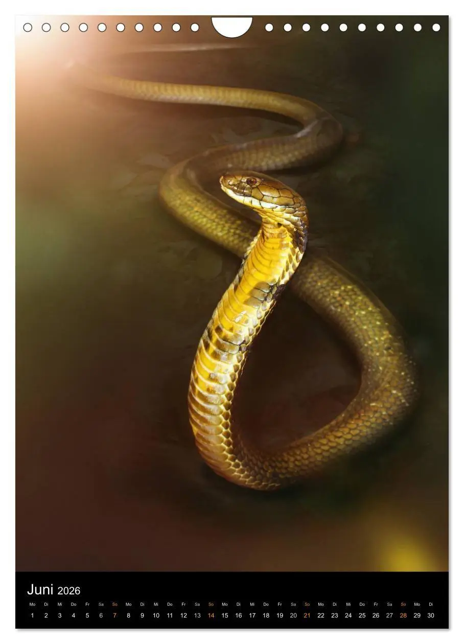 Bild: 9783516430943 | Auge in Auge mit coolen Typen - REPTILIEN (Wandkalender 2026 DIN A4...