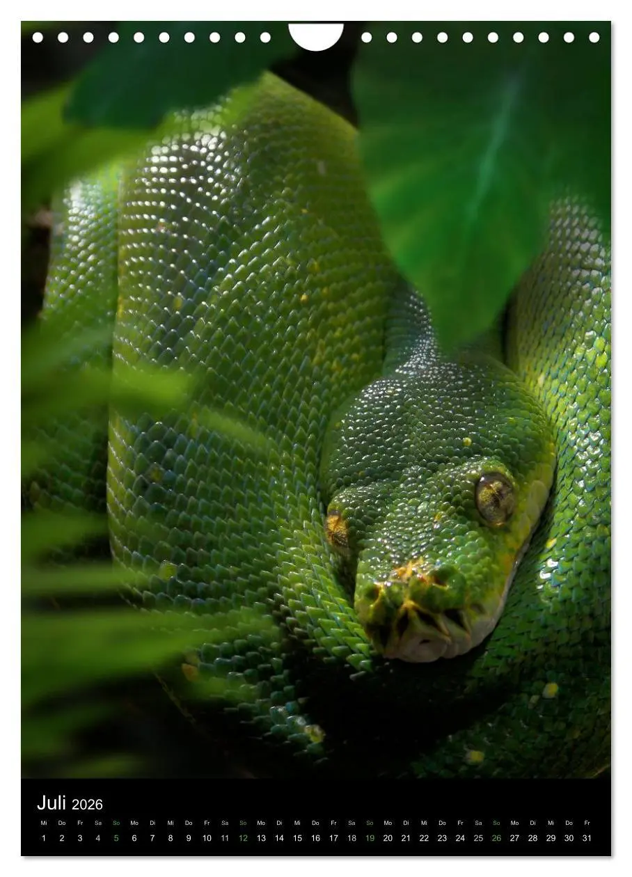 Bild: 9783516430943 | Auge in Auge mit coolen Typen - REPTILIEN (Wandkalender 2026 DIN A4...