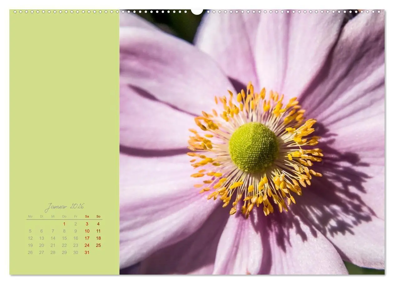 Bild: 9783516670943 | Blütenstil (Wandkalender 2026 DIN A2 quer), CALVENDO Monatskalender