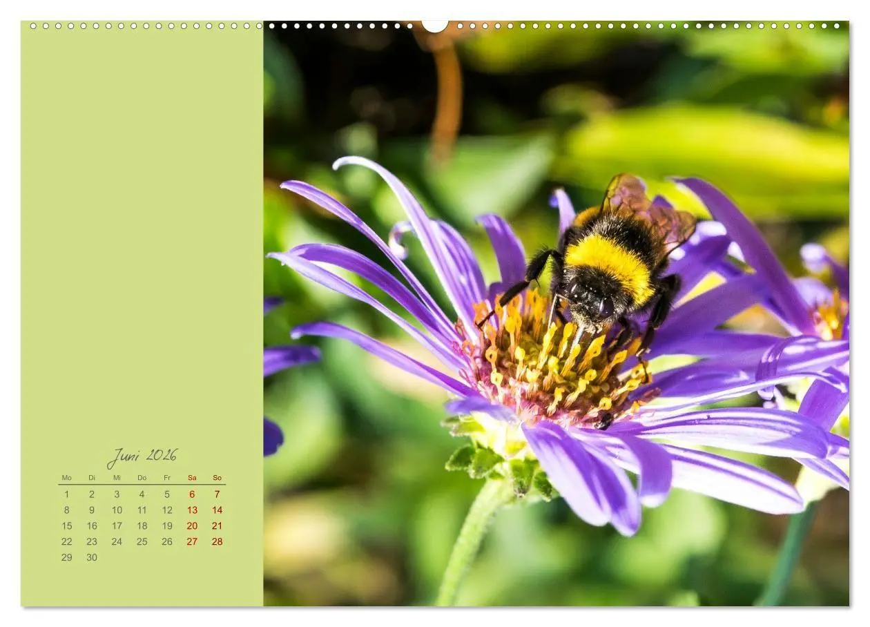 Bild: 9783516670943 | Blütenstil (Wandkalender 2026 DIN A2 quer), CALVENDO Monatskalender