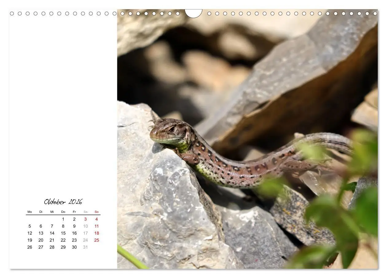Bild: 9783457911143 | Eidechsen, flinke Räuber (Wandkalender 2026 DIN A3 quer), CALVENDO...