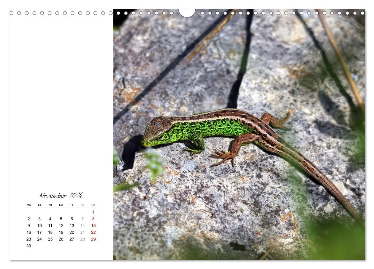 Bild: 9783457911143 | Eidechsen, flinke Räuber (Wandkalender 2026 DIN A3 quer), CALVENDO...