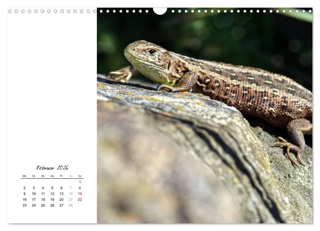 Bild: 9783457911143 | Eidechsen, flinke Räuber (Wandkalender 2026 DIN A3 quer), CALVENDO...