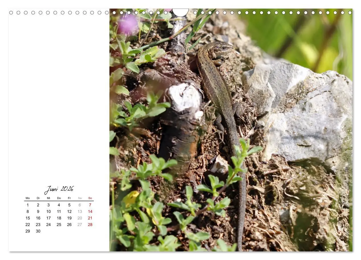 Bild: 9783457911143 | Eidechsen, flinke Räuber (Wandkalender 2026 DIN A3 quer), CALVENDO...