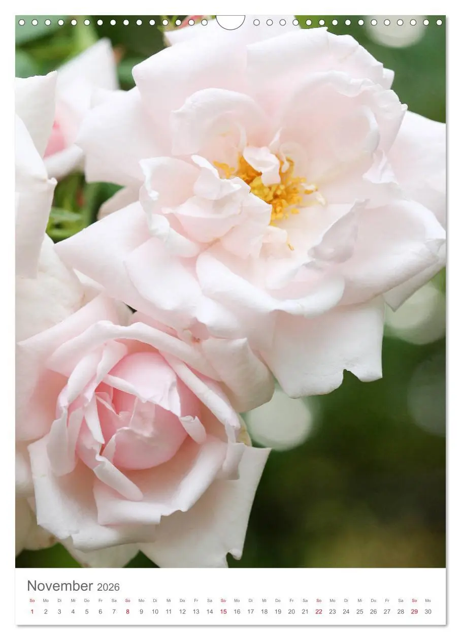 Bild: 9783516391343 | Glücklich mit Rosen (Wandkalender 2026 DIN A3 hoch), CALVENDO...
