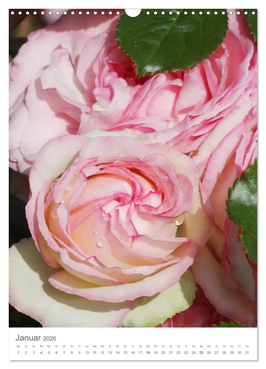 Bild: 9783516391343 | Glücklich mit Rosen (Wandkalender 2026 DIN A3 hoch), CALVENDO...