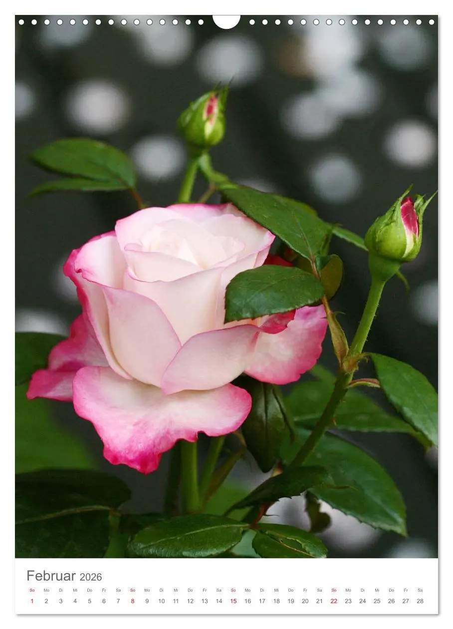 Bild: 9783516391343 | Glücklich mit Rosen (Wandkalender 2026 DIN A3 hoch), CALVENDO...