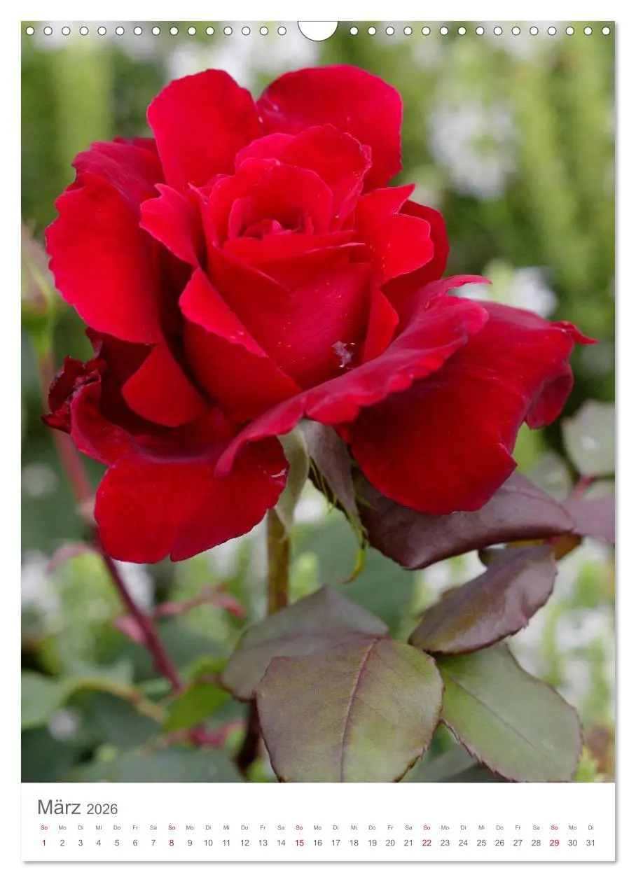 Bild: 9783516391343 | Glücklich mit Rosen (Wandkalender 2026 DIN A3 hoch), CALVENDO...