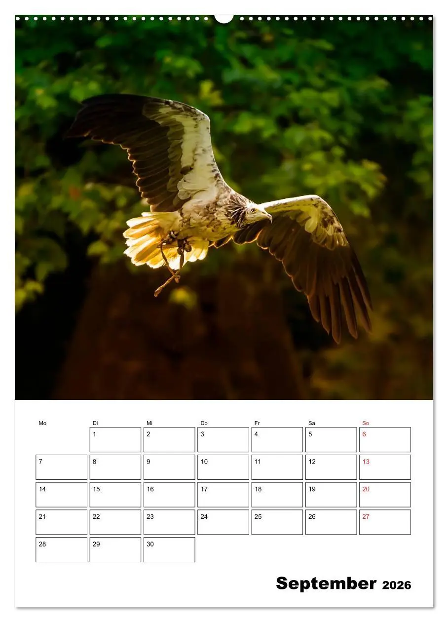 Bild: 9783516461343 | Raub- und Greifvögel im Flug (hochwertiger Premium Wandkalender...