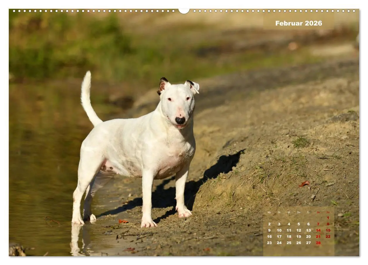 Bild: 9783457731543 | Bullterrier 2026 Frech und fröhlich durch das Jahr (hochwertiger...