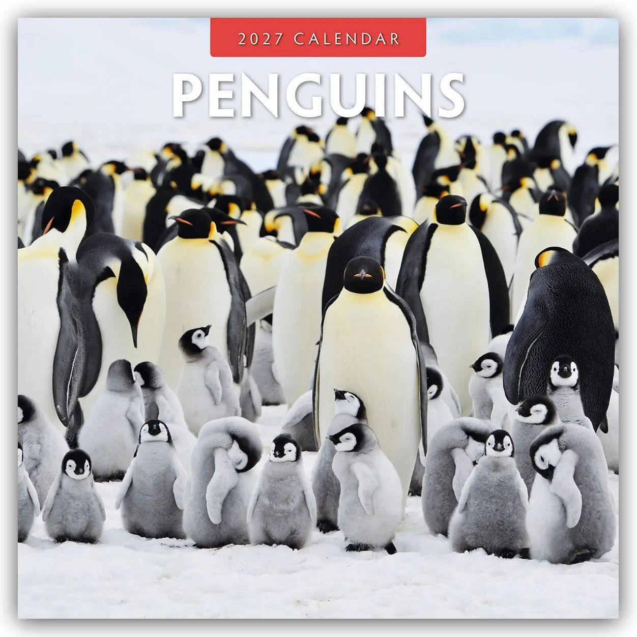 Cover: 9781837011643 | Penguins - Pinguine 2027 - 16-Monatskalender | Robin Red | Kalender