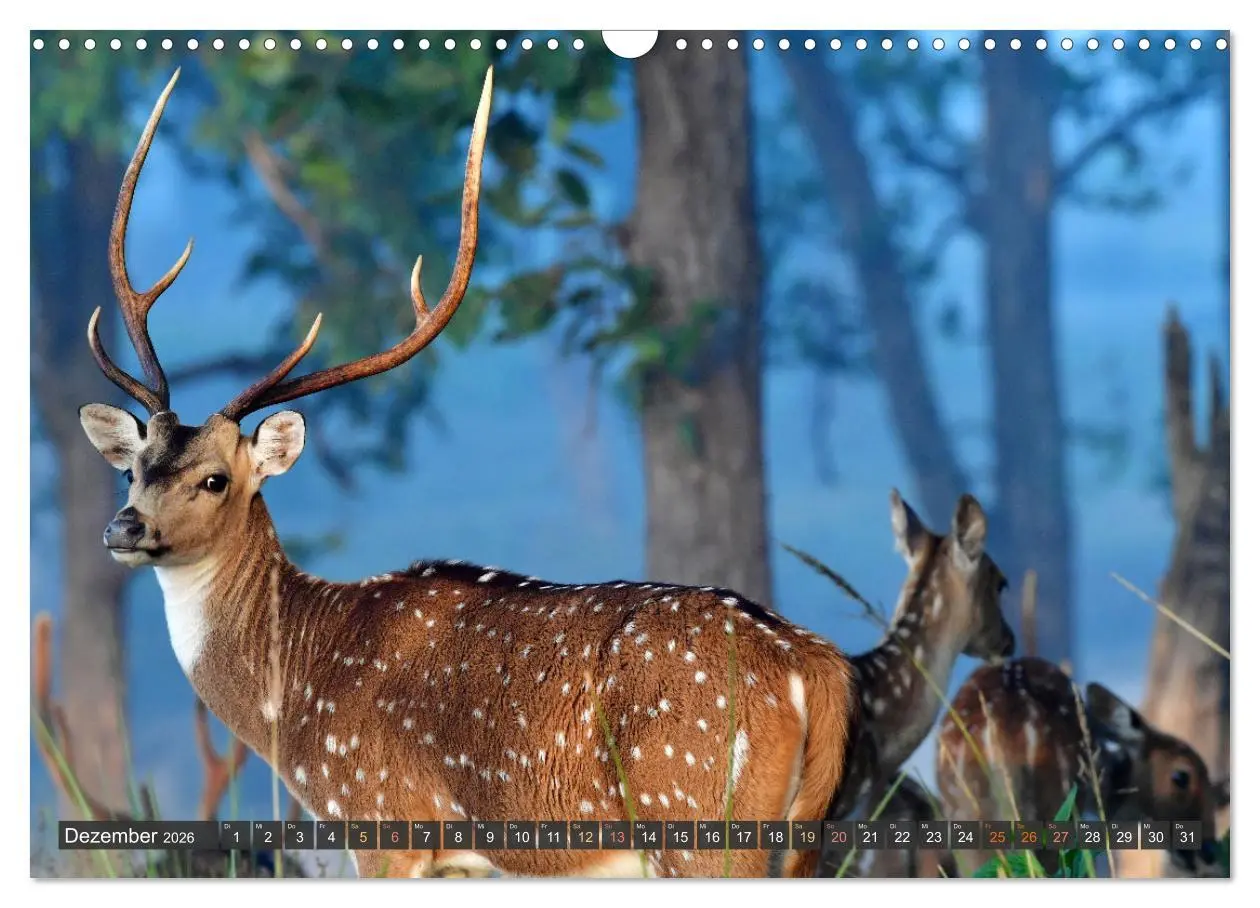 Bild: 9783457411643 | Tiere Indiens close up (Wandkalender 2026 DIN A3 quer), CALVENDO...
