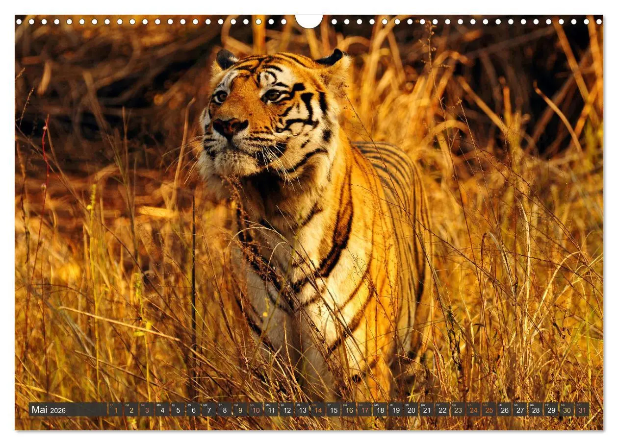 Bild: 9783457411643 | Tiere Indiens close up (Wandkalender 2026 DIN A3 quer), CALVENDO...
