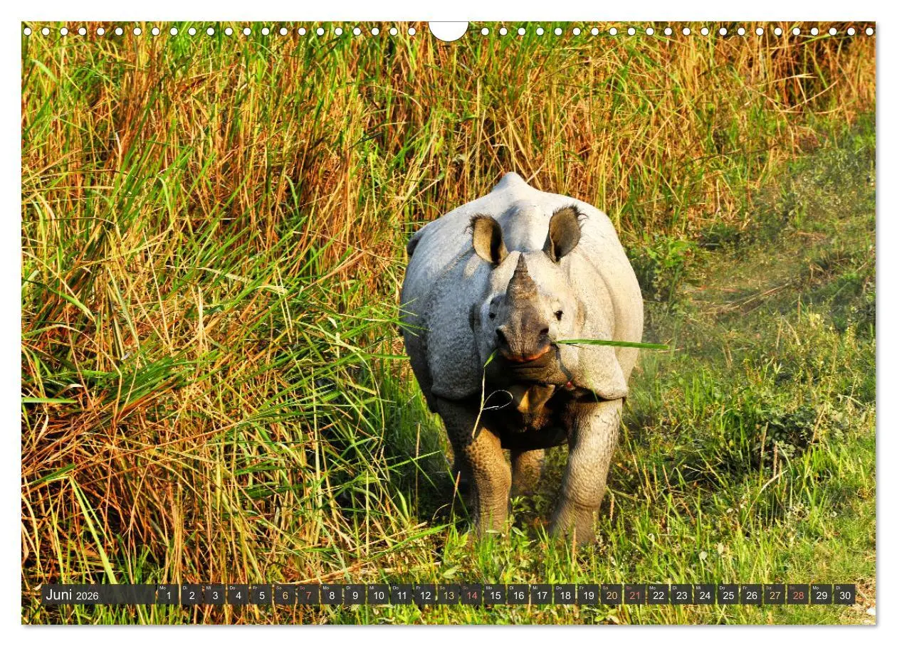 Bild: 9783457411643 | Tiere Indiens close up (Wandkalender 2026 DIN A3 quer), CALVENDO...