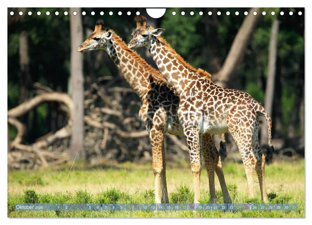 Bild: 9783516051643 | Giraffen - Sanftheit und Anmut (Wandkalender 2026 DIN A4 quer),...