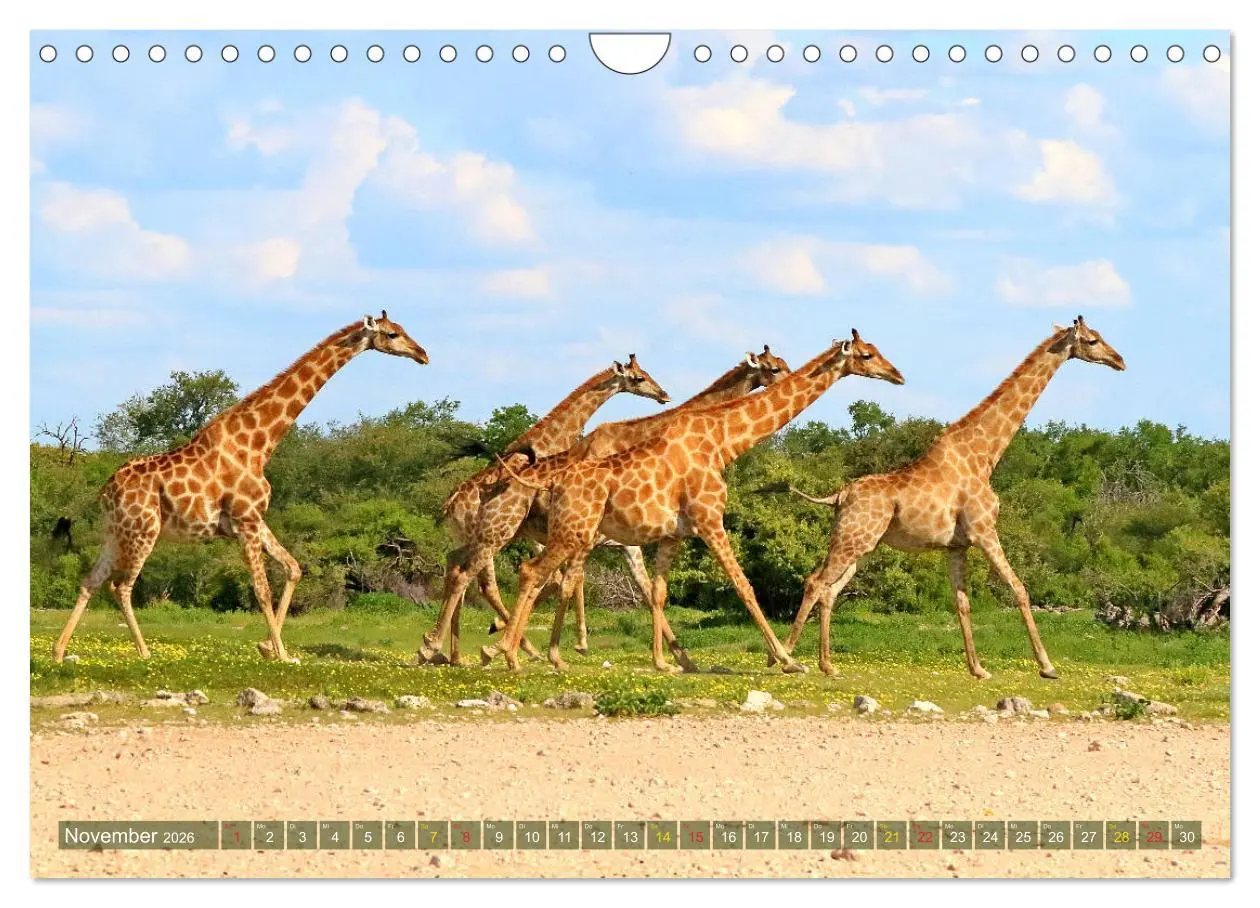Bild: 9783516051643 | Giraffen - Sanftheit und Anmut (Wandkalender 2026 DIN A4 quer),...