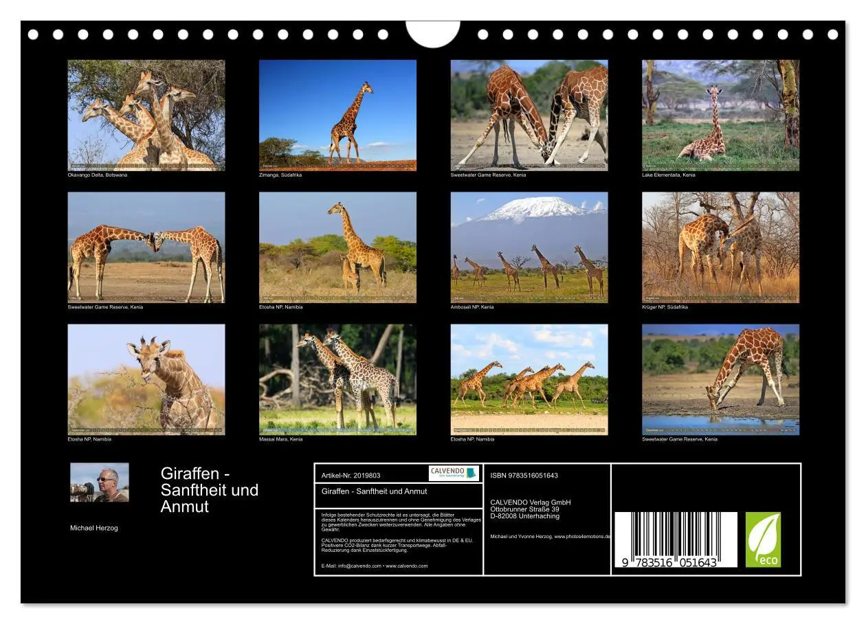 Bild: 9783516051643 | Giraffen - Sanftheit und Anmut (Wandkalender 2026 DIN A4 quer),...