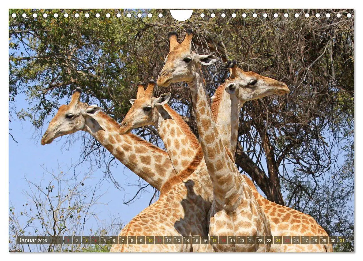Bild: 9783516051643 | Giraffen - Sanftheit und Anmut (Wandkalender 2026 DIN A4 quer),...