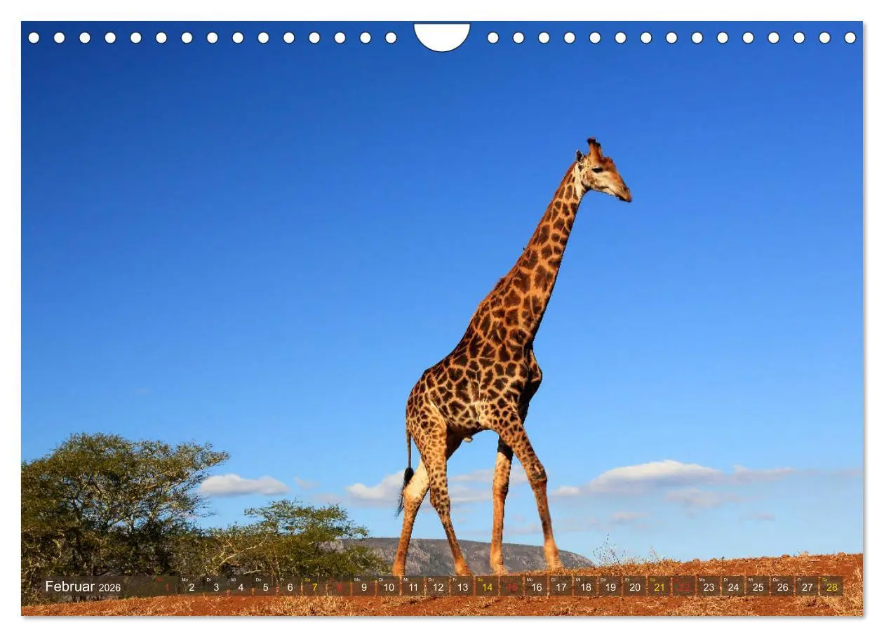 Bild: 9783516051643 | Giraffen - Sanftheit und Anmut (Wandkalender 2026 DIN A4 quer),...