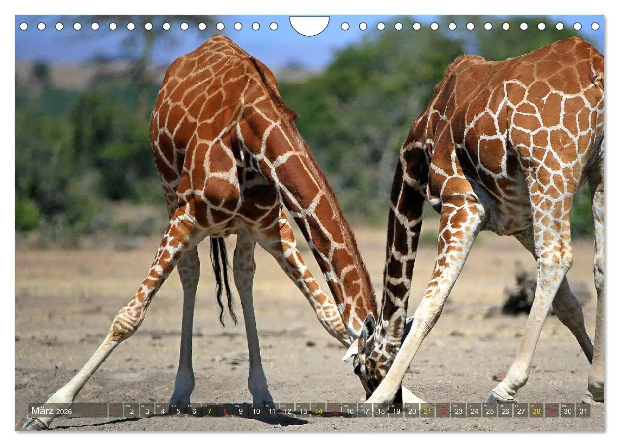 Bild: 9783516051643 | Giraffen - Sanftheit und Anmut (Wandkalender 2026 DIN A4 quer),...