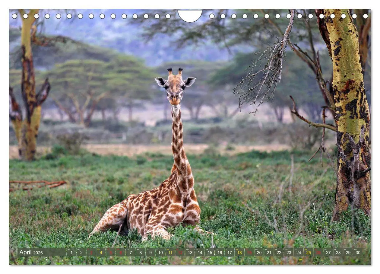 Bild: 9783516051643 | Giraffen - Sanftheit und Anmut (Wandkalender 2026 DIN A4 quer),...