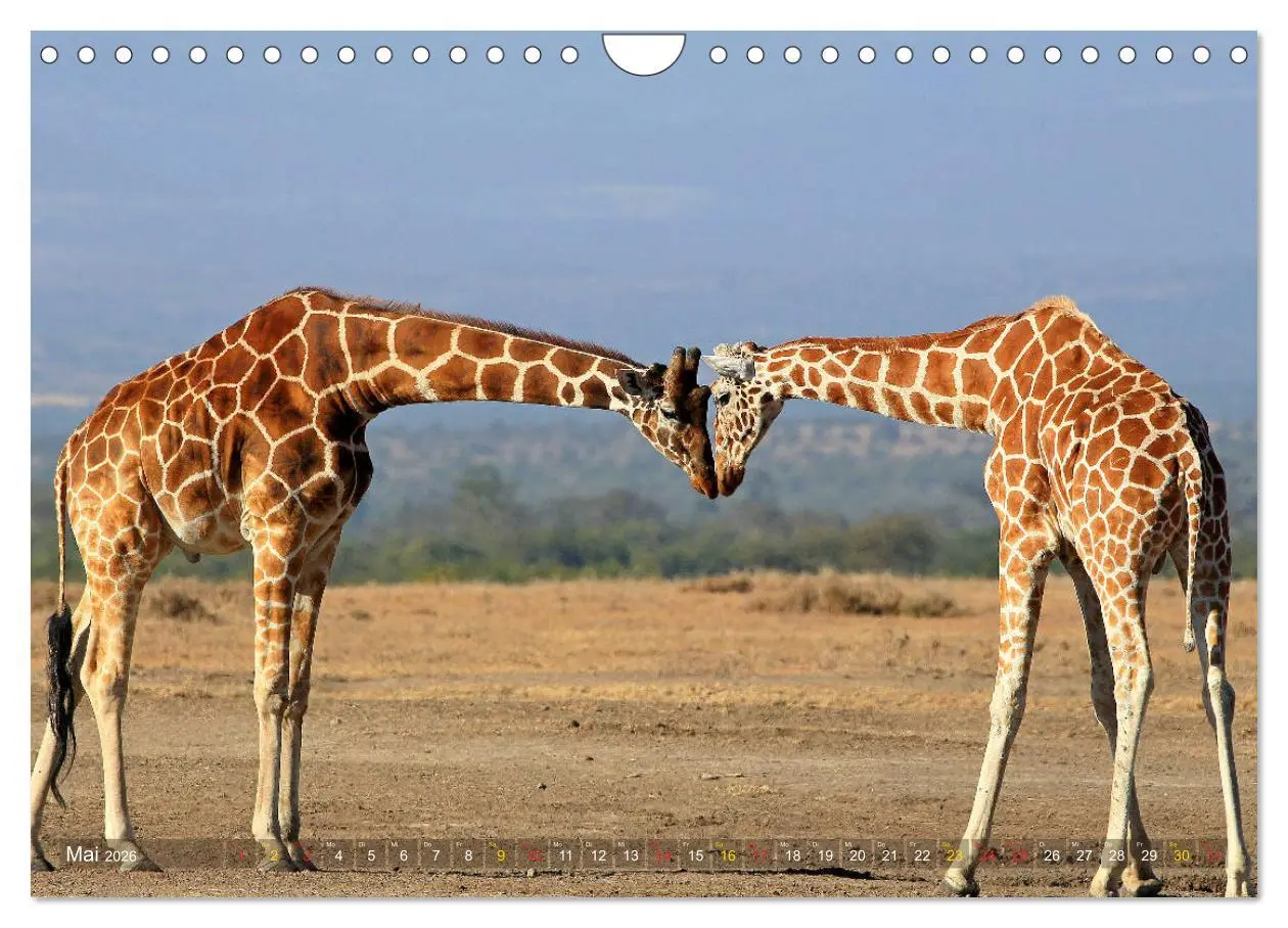 Bild: 9783516051643 | Giraffen - Sanftheit und Anmut (Wandkalender 2026 DIN A4 quer),...
