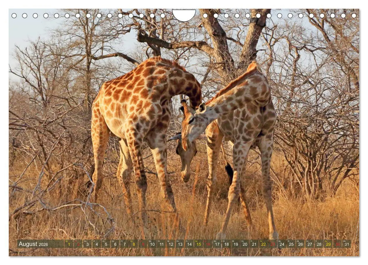 Bild: 9783516051643 | Giraffen - Sanftheit und Anmut (Wandkalender 2026 DIN A4 quer),...