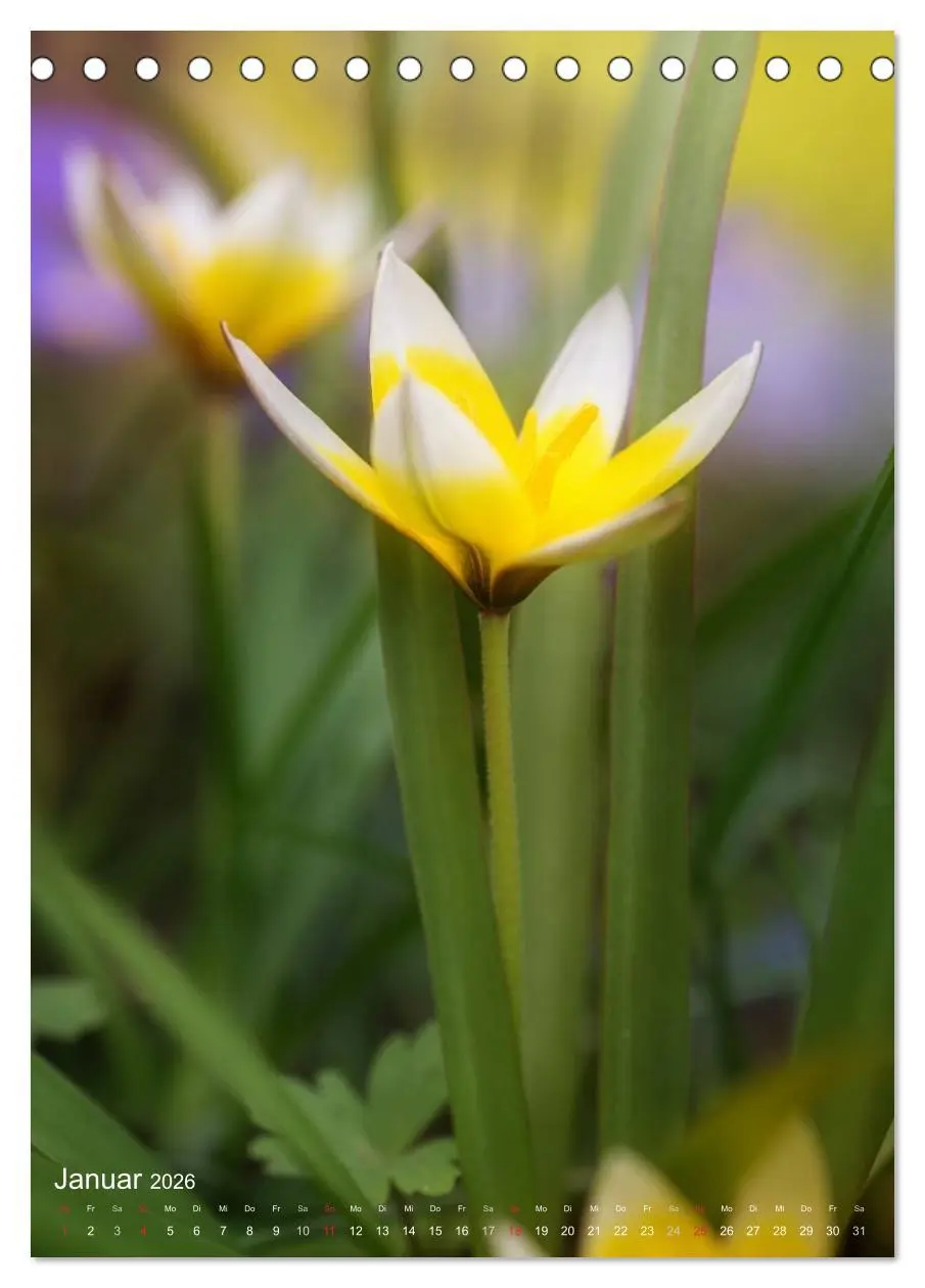 Bild: 9783516431643 | NATUR PUR Kleine Blumen am Wegesrand (Tischkalender 2026 DIN A5...