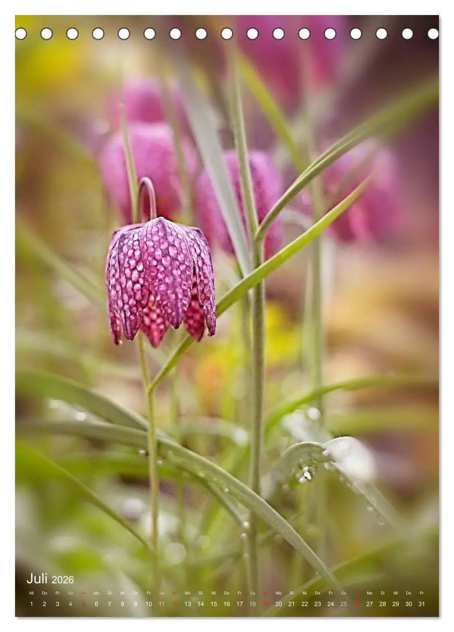 Bild: 9783516431643 | NATUR PUR Kleine Blumen am Wegesrand (Tischkalender 2026 DIN A5...