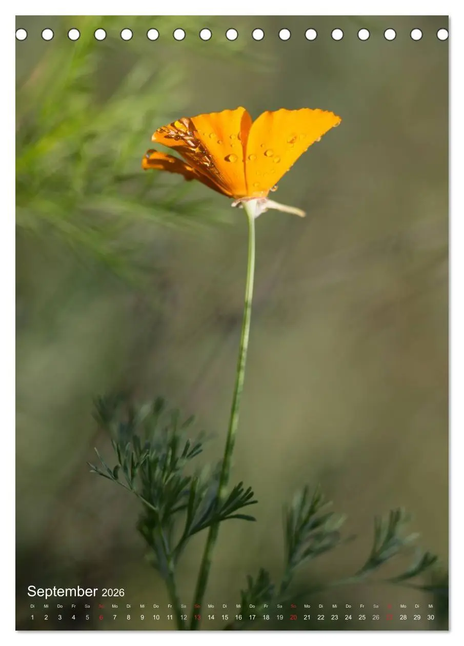 Bild: 9783516431643 | NATUR PUR Kleine Blumen am Wegesrand (Tischkalender 2026 DIN A5...
