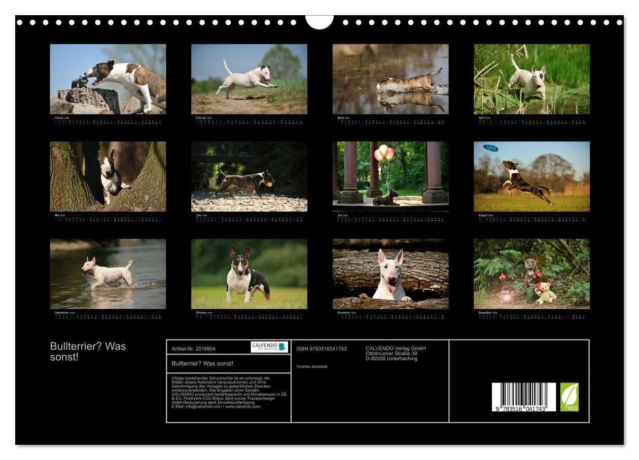 Bild: 9783516041743 | Bullterrier? Was sonst! (Wandkalender 2026 DIN A3 quer), CALVENDO...