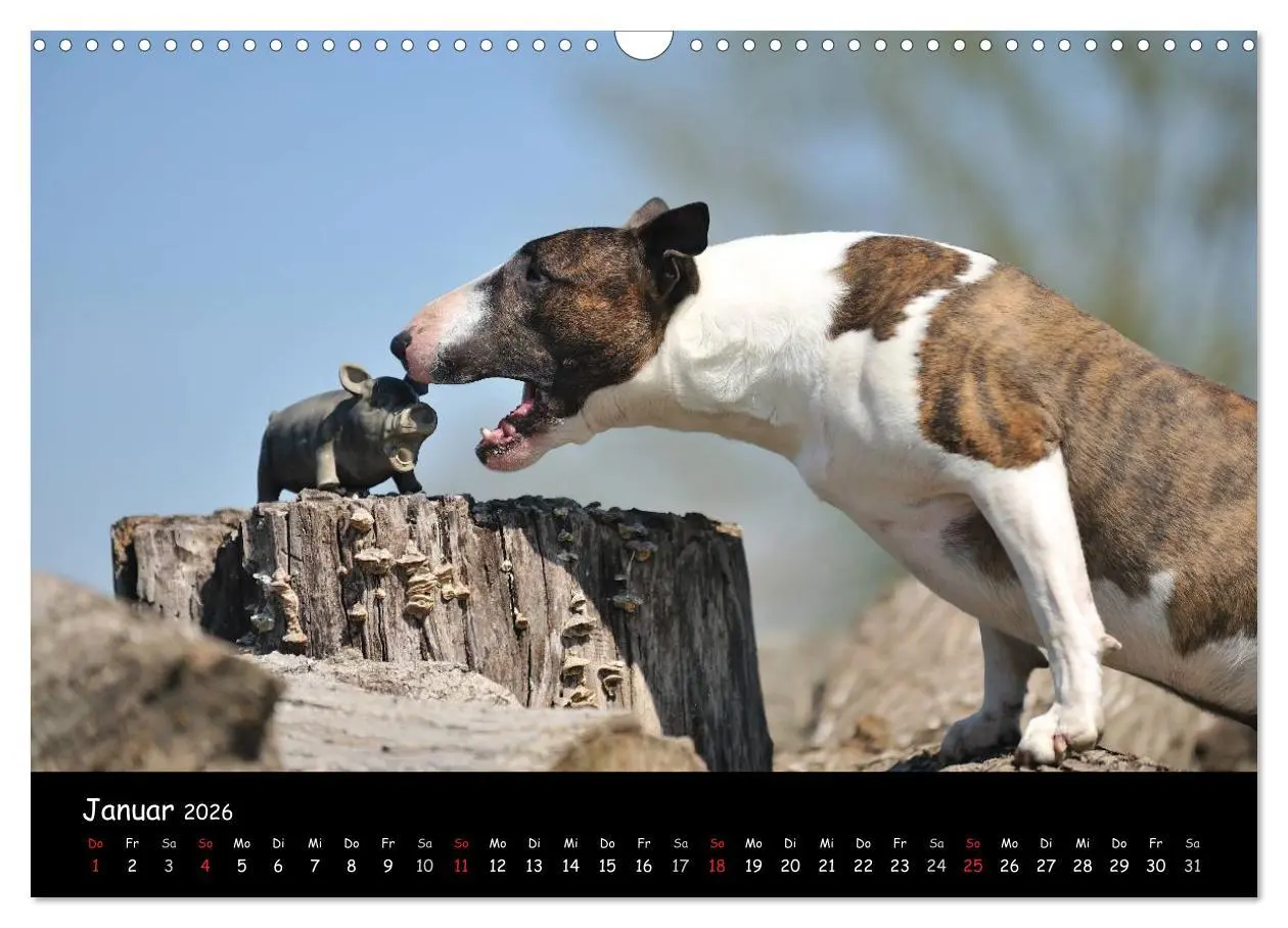 Bild: 9783516041743 | Bullterrier? Was sonst! (Wandkalender 2026 DIN A3 quer), CALVENDO...