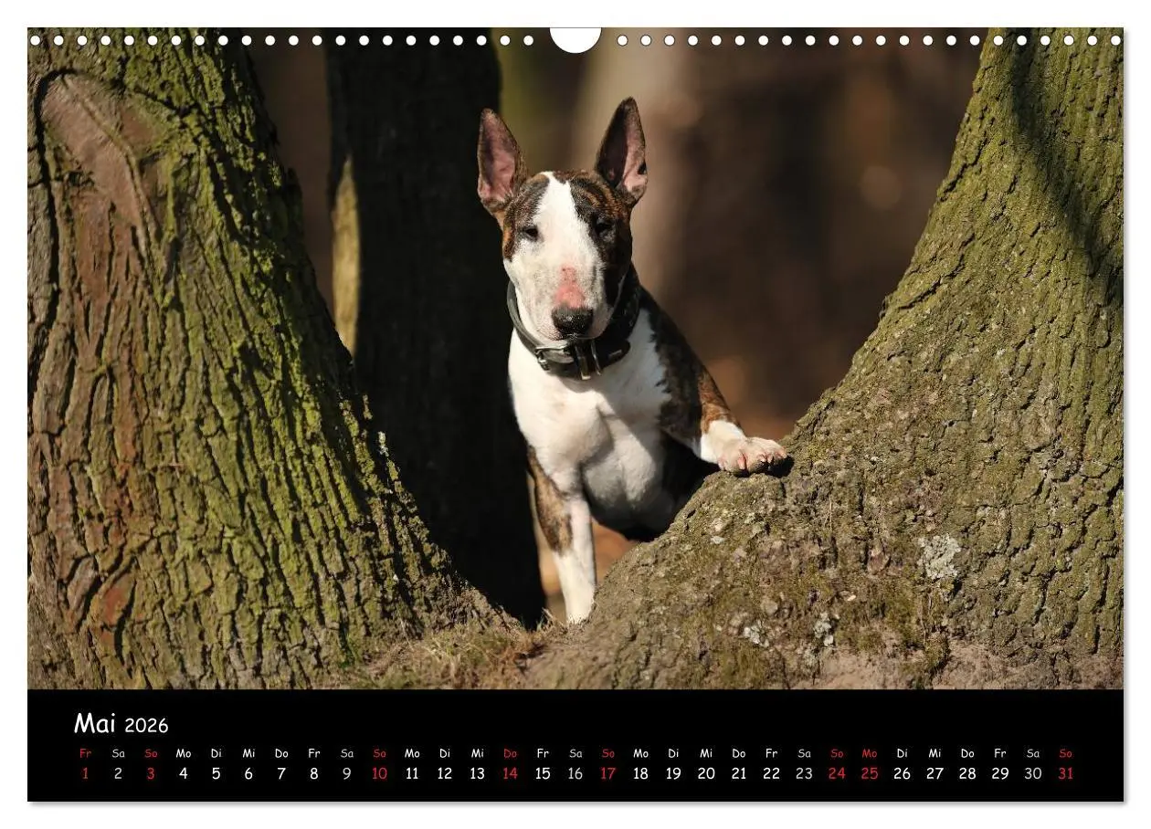 Bild: 9783516041743 | Bullterrier? Was sonst! (Wandkalender 2026 DIN A3 quer), CALVENDO...