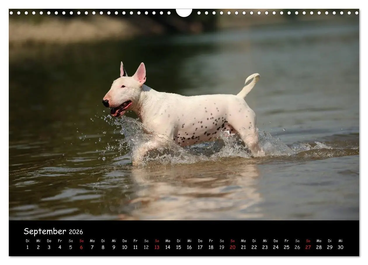 Bild: 9783516041743 | Bullterrier? Was sonst! (Wandkalender 2026 DIN A3 quer), CALVENDO...