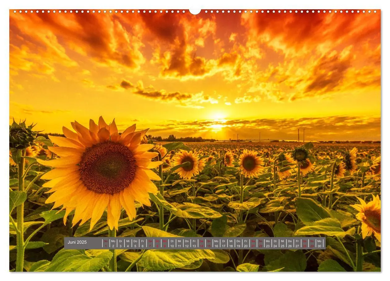 Bild: 9783383831843 | Schönes Magdeburg (Wandkalender 2025 DIN A2 quer), CALVENDO...