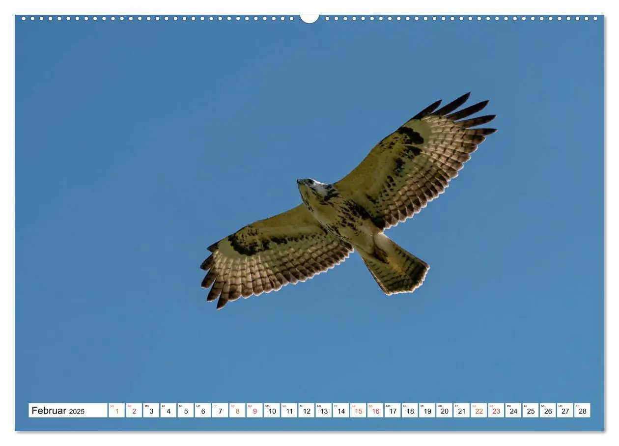 Bild: 9783435091843 | Heimische GREIFVÖGEL Adler Milan Bussard Weihe Sperber...