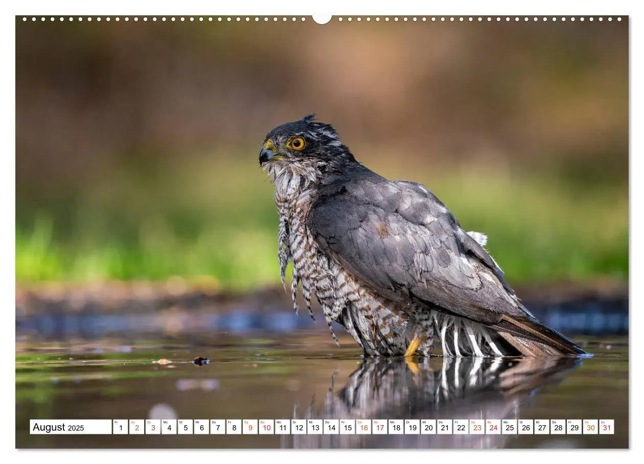Bild: 9783435091843 | Heimische GREIFVÖGEL Adler Milan Bussard Weihe Sperber...