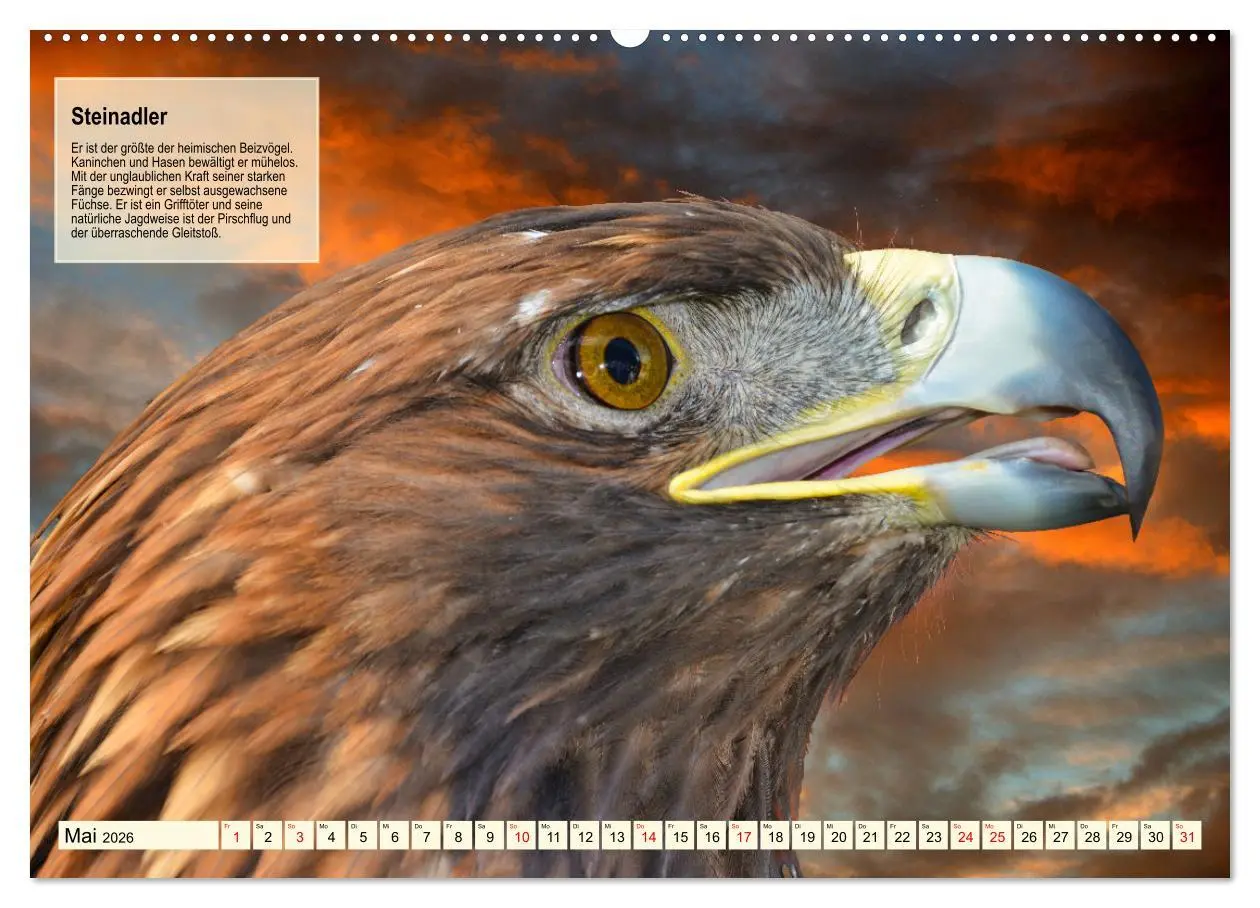 Bild: 9783457491843 | Kulturerbe Falknerei (hochwertiger Premium Wandkalender 2026 DIN A2...